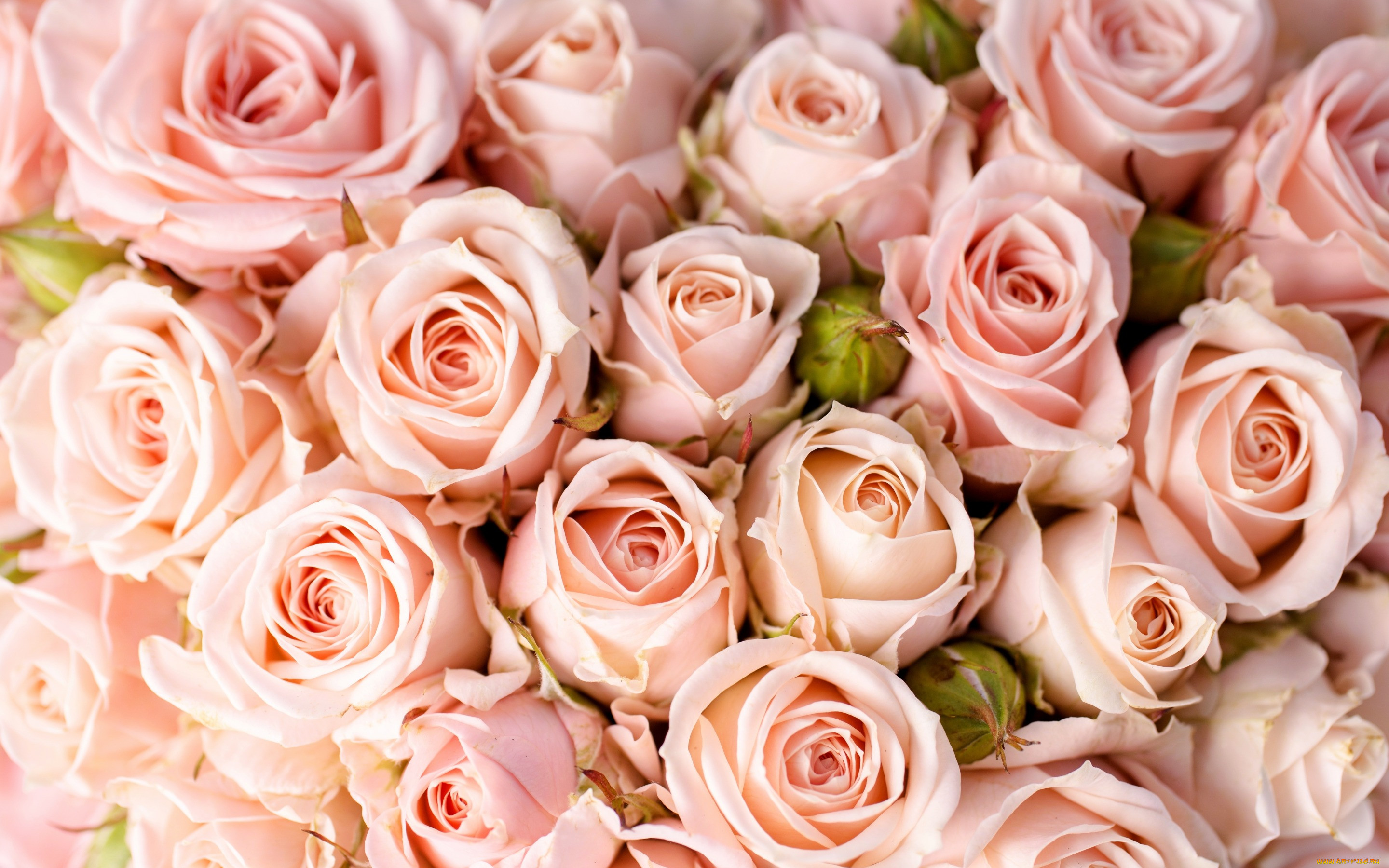 розы, розовые розы, цветы обои (фото, картинки)